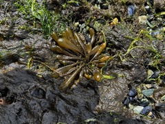 Adenocystis utricularis