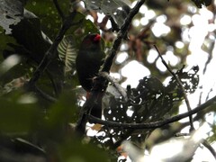 Chlorornis riefferii