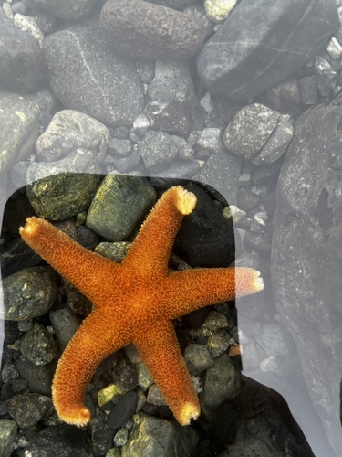 Neosmilaster georgianus