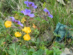Geranium gymnocaulon