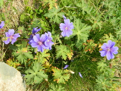 Geranium gymnocaulon