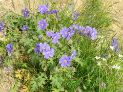 Geranium gymnocaulon