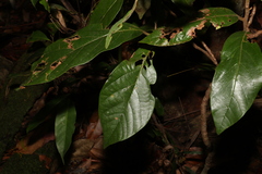 Gmelina leichhardtii