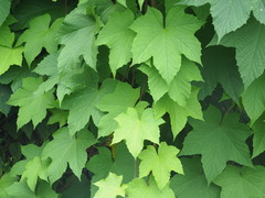 Camonea vitifolia