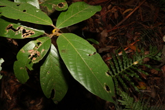 Gmelina leichhardtii