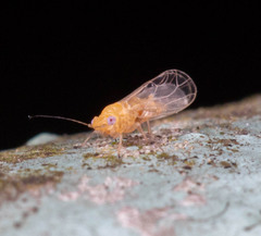 Psyllidae
