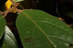 Gmelina leichhardtii