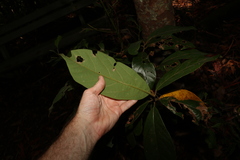 Gmelina leichhardtii