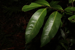 Cryptocarya glaucescens