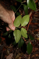 Psydrax lamprophylla