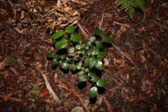 Psydrax lamprophylla