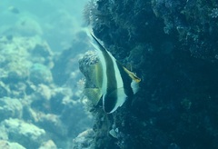 Heniochus chrysostomus