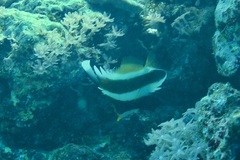 Heniochus chrysostomus