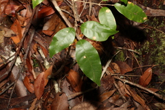 Canarium australasicum