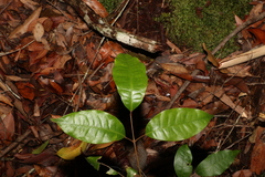 Canarium australasicum