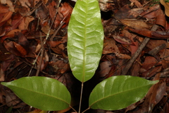 Canarium australasicum