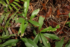 Tristaniopsis laurina