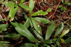 Tristaniopsis laurina
