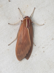 Amastus aconia
