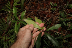 Tristaniopsis laurina