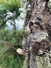 Tetragonisca angustula