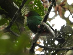 Chlorornis riefferii