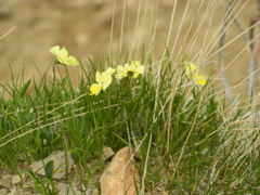 Viola oreades