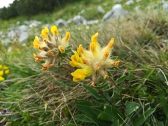 Anthyllis vulneraria alpestris