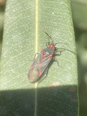 Caenocoris nerii