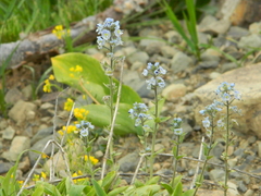 Veronica gentianoides