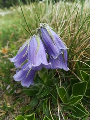 Campanula alpina