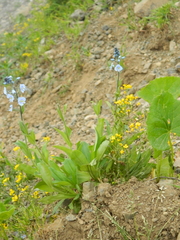 Veronica gentianoides