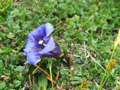 Gentiana clusii