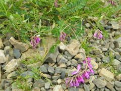 Hedysarum caucasicum