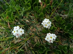 Androsace chamaejasme