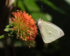 Leptophobia aripa