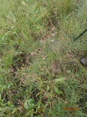 Afrotysonia glochidiata