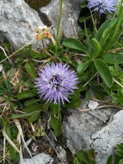 Globularia cordifolia