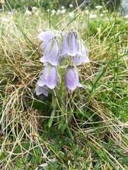 Campanula alpina