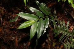 Alpinia arundelliana