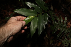 Alpinia arundelliana