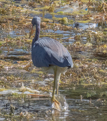 Egretta tricolor image