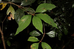 Neolitsea dealbata