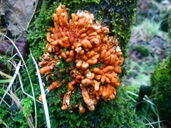 Hypocreopsis rhododendri