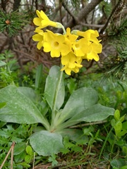 Primula auricula