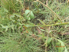 Afrotysonia glochidiata