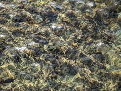 Tylosurus crocodilus