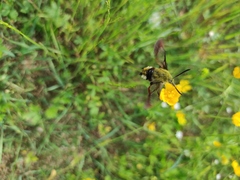 Hemaris fuciformis