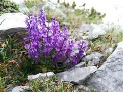 Polygala amara