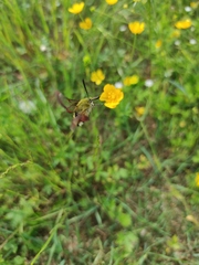 Hemaris fuciformis